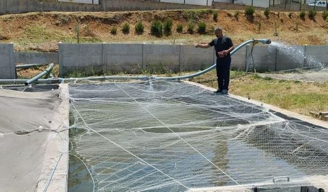 Elazığ’da Su Ürünleri AR-GE Merkezinde üretim çalışmaları sürüyor