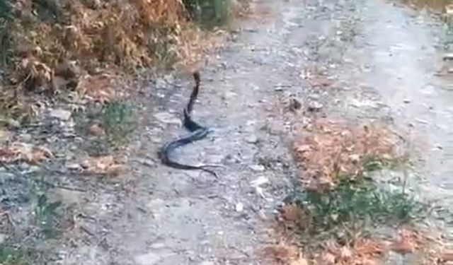 Elazığ’da yılanların dansı kamerada