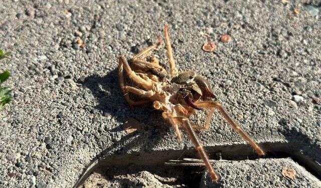 Erzincan’da havaların ısınmasıyla ’Sarıkız’ örümceği ortaya çıktı