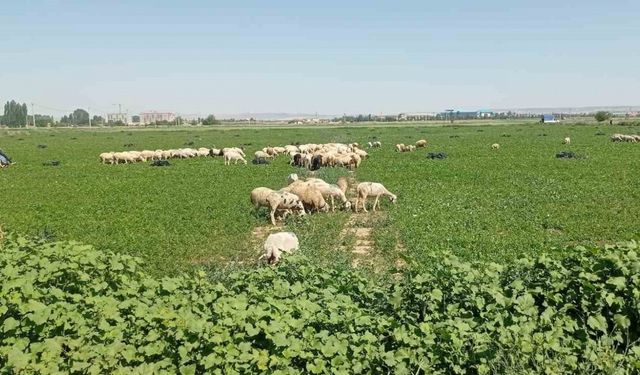 Eskişehir’de çiftçiler satamadıkları maydanozu koyunlara yedirdi