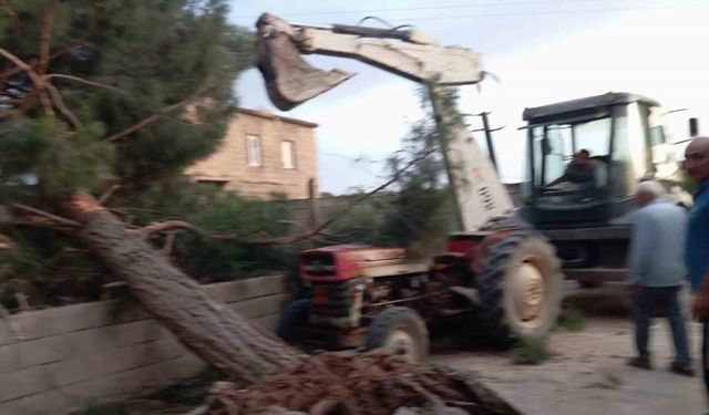 Fırtına Antep fıstığı ağaçlarına zarar verdi