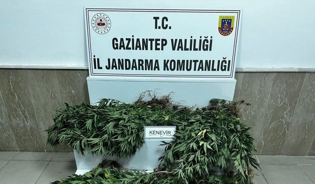 Gaziantep’te 214 kök kenevir bitkisi ele geçirildi