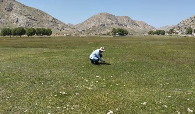 Gazipaşa’nın yaylalarında çekirge sürvey çalışması yapıldı