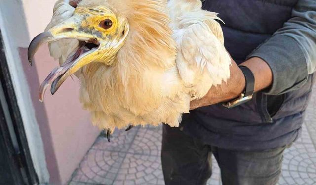 Halsiz halde bulunan ‘Küçük Akbaba’ tedavi altına alındı