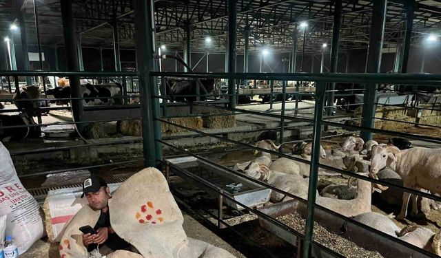 Hayvan satıcıları yatacakları bir yatağa hasret