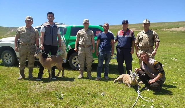 Iğdır’da yaralı yaban keçileri koruma altına alındı