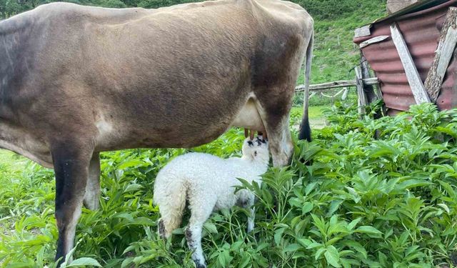 İkiz doğan kuzulara çiftliğin ineği annelik yapıyor