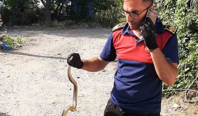 İş yerine giren yılanı itfaiye ekipleri yakalayıp doğaya saldı