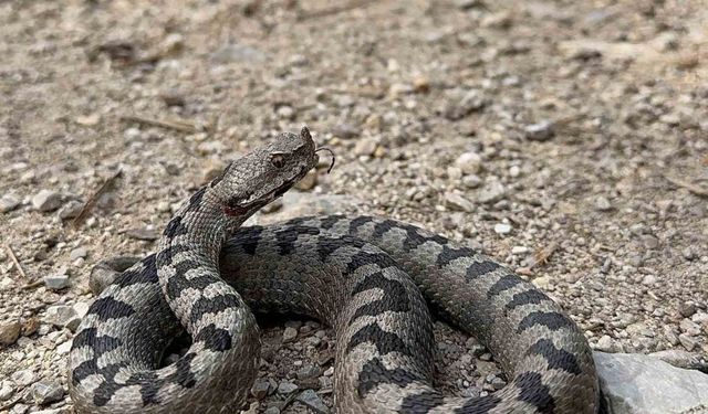 Isırdığında öldüren yılan türü Bolu’da görüntülendi