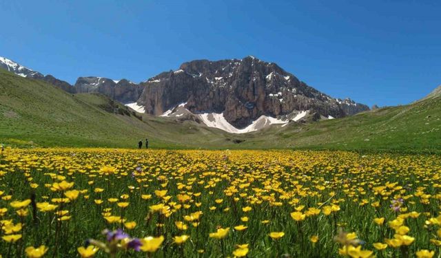 İsviçre Alperi değil, Munzur Dağı’nda ki Merg Yaylası