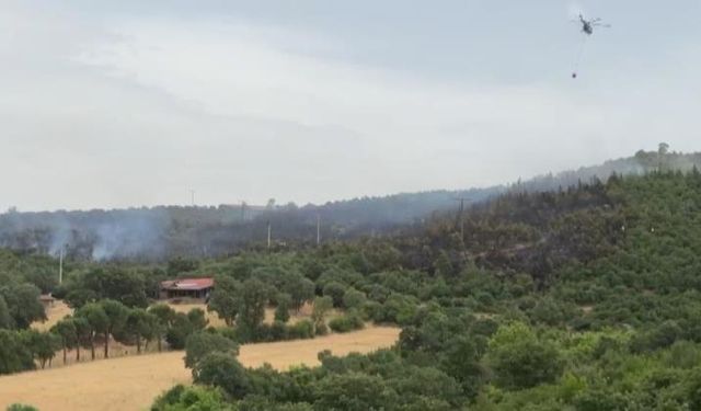 İvrindi’de orman yangını