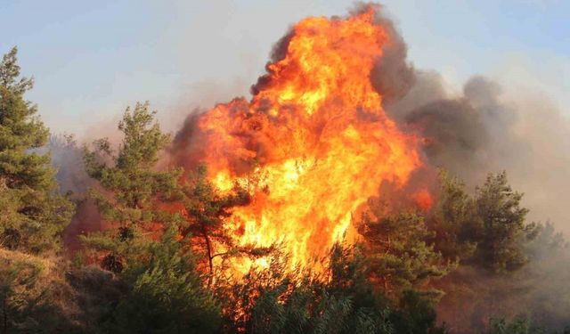 İzmir Selçuk’ta orman yangını: 4 uçak, 8 helikopter ve 44 arazözle müdahale ediliyor