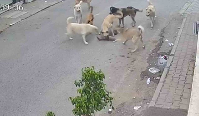 Kan donduran görüntü: 8 köpeğin kediyi telef ettiği anlar kamerada