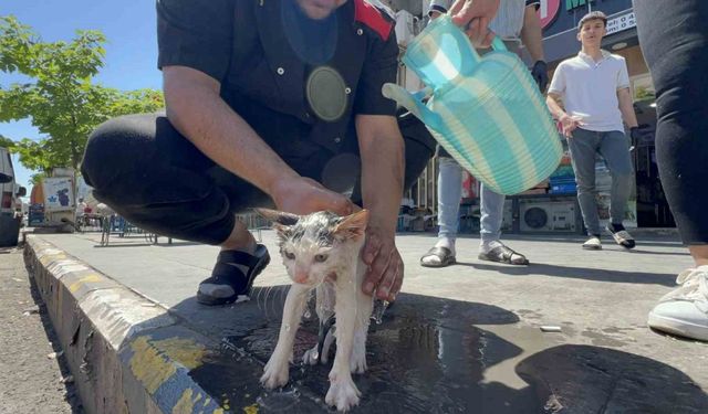 Kaputa sıkışan yavru kedi kurtarıldıktan sonra yıkatılıp süt ikram edildi