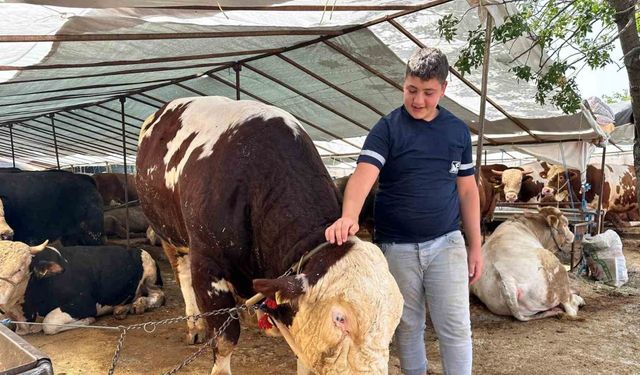 Kartal’da kurban pazarının şampiyonu 1320 kilo ağırlığındaki tosun alıcısını bekliyor