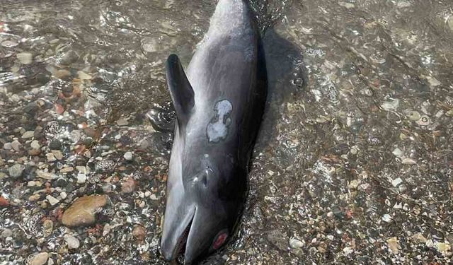 Kastamonu’da kıyıya ölü yunus balığı vurdu