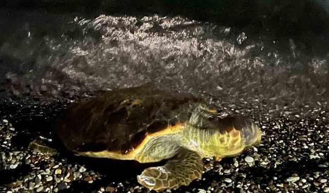 Konyaaltı sahilinde caretta caretta şaşkınlığı