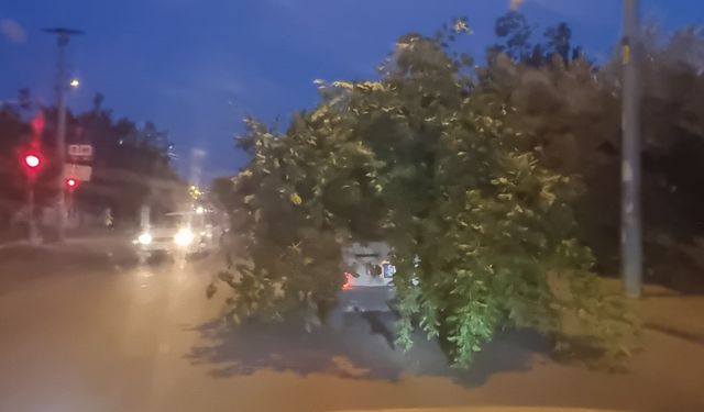 Kozan’da ’ağaç otomobil’i görenler hayrete düştü
