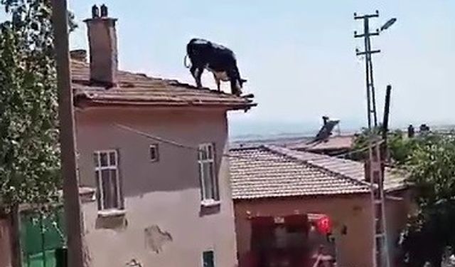 Kurbanlık büyükbaş hayvan sahibinden kaçarak çatıya çıktı