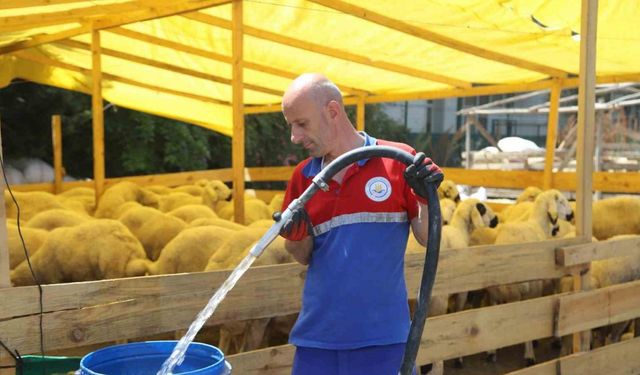 Kurbanlıklar pazar yerlerinde alıcıları bekliyor