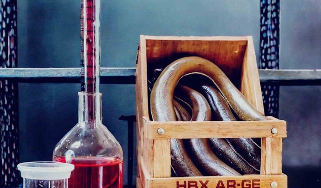 Laboratuvara alınan yılan balığı, vitamin ve mineral deposu çıktı