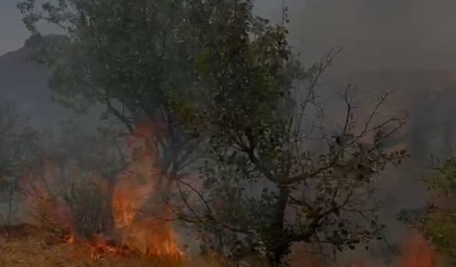 Mardin’de ağaçlık alanda çıkan yangın söndürüldü