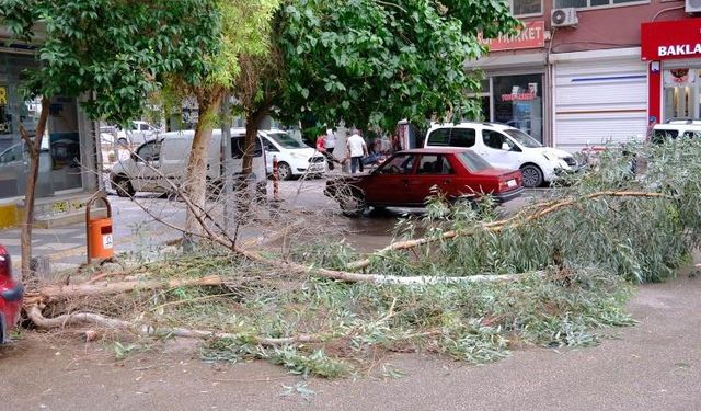 Mardin’de şiddetli rüzgardan ağaç dalları kırılarak yola devrildi