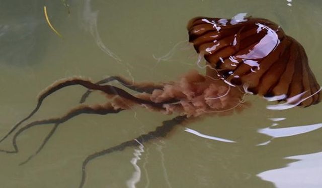 Mudanya’da tehlikeli deniz anaları ortaya çıktı
