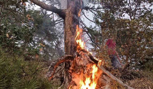 Ormana yıldırım düştüğünü gördü, yangın çıkmasını engelledi