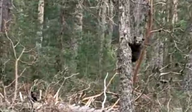 Ormanda ayıları gören vatandaş ilginç sesler çıkararak ayılara seslendi