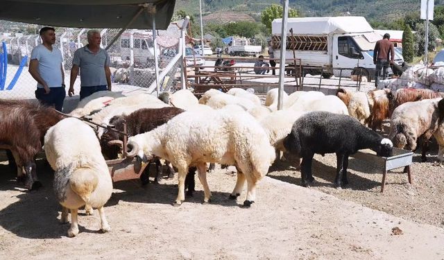 Osmaniye’de Kurban Bayramı öncesi hayvan pazarında denetim