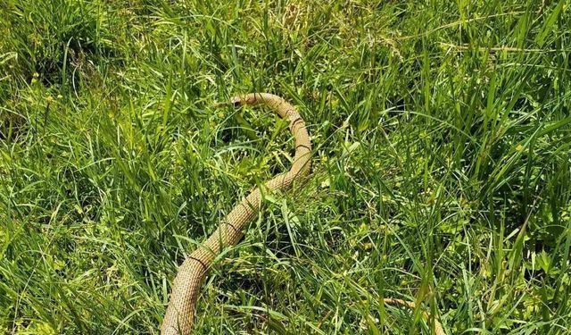 Patnos’ta  2 metrelik yılan paniği