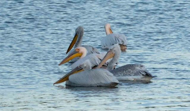 Pelikanlar Kars Baraj Gölü’nü mesken tuttu