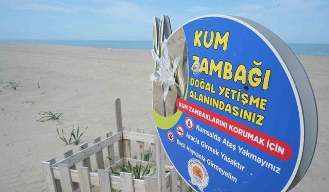 Samsun sahilinde açan kum zambağını koparan yandı: Cezası 387 bin TL