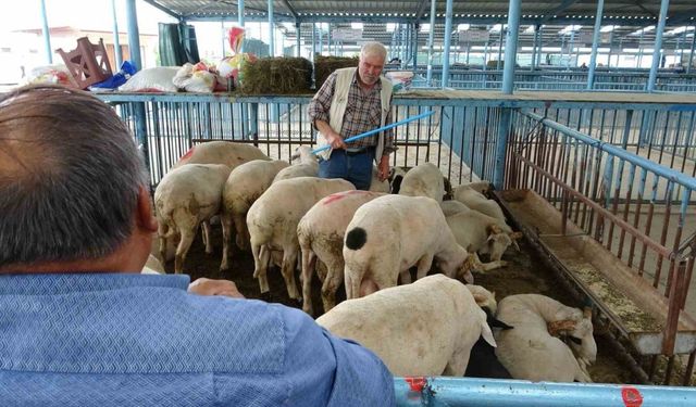 Şap hastalığı nedeniyle kapatılan hayvan pazarı Kurban Bayramı için tekrar açılıyor