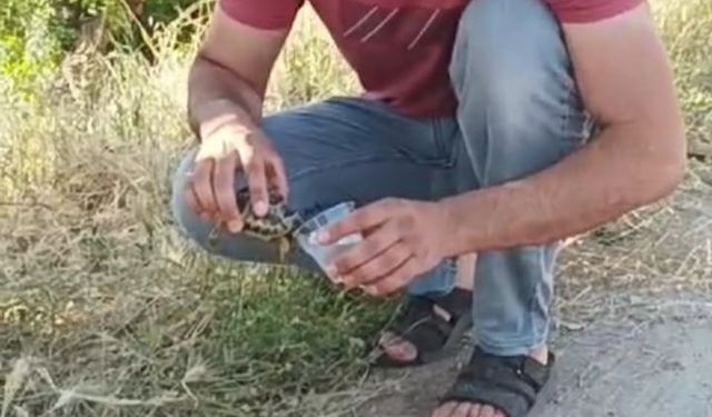 Siirt’te bir vatandaş, sıcaktan etkilenen kaplumbağaya su içirdi