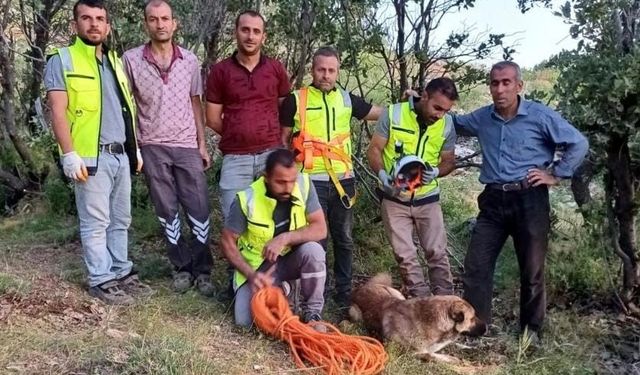 Siirt’te kuyuya düşen çoban köpeği, ERKUT ekipleri tarafından kurtarıldı