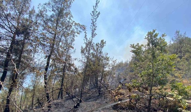 Sinop’ta orman yangını çıktı