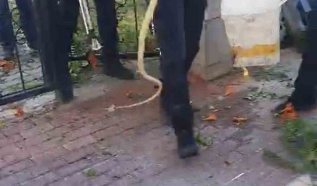 Sitenin bahçe kapısına dolanan yılan ecel terleri döktürdü