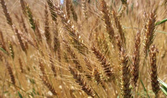 Tokat’ta yerli ve milli buğday tohumu Taner’in ekimi gerçekleştirildi