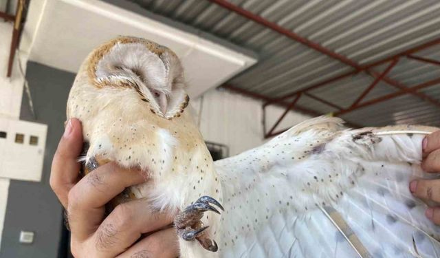 Türkiye’de nadir görülen peçeli baykuş, Antalya’da evin bahçesinde bulundu
