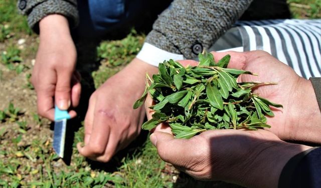 Türkülere konu olan ’madımak’ tüm dünyaya şifa olacak