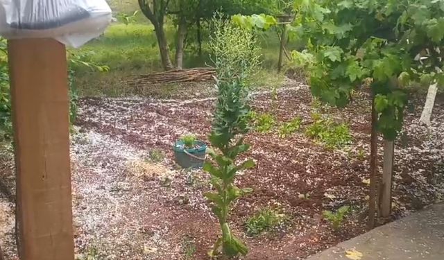Tuzluca’da ani dolu yağışı tarım arazilerine zarar verdi