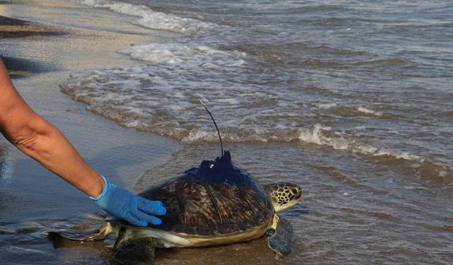 Uydu vericisi takılan yeşil deniz kaplumbağaları denize bırakıldı