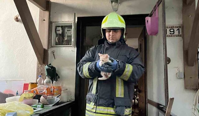 Yangından 6 kedi kurtarıldı