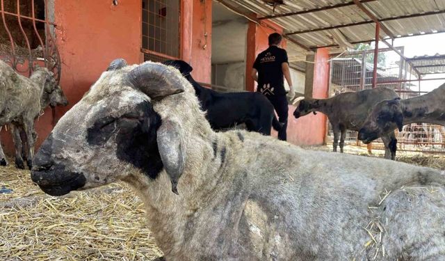 Yangından etkilenen hayvanlar Adana’da göl manzaralı bakımevinde tedavi altına alındı