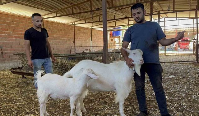 Yetenekli keçi 3 kişinin işini tek başına yapıyor