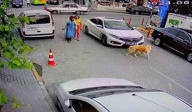 Yolun karşısına geçen köpeğe çarptı, arkasına bile bakmadı