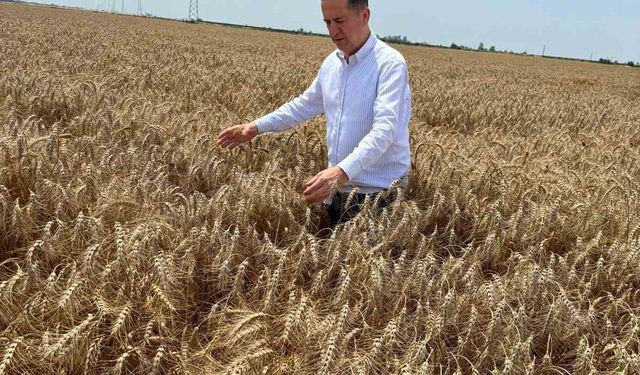 Yüreğir Ziraat Odası Başkanı Doğan: "Açıklanan buğday fiyatı beklentileri karşılamadı"