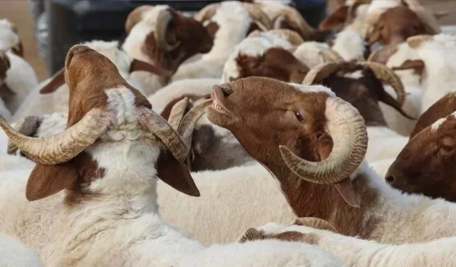 Kurban en son ne zaman kesilir?